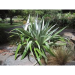 Astelia chathamica (Silver Spear)
