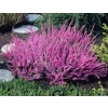 Calluna vulgaris pretty pink