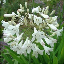 Agapanthus orientalis White (White Flowered Agapanthus)