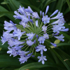 Agapanthus orientalis