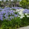 Agapanthus orientalis