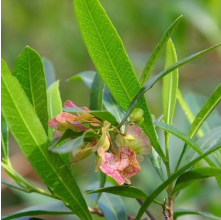 Dodonaea viscosa (Ake Ake)