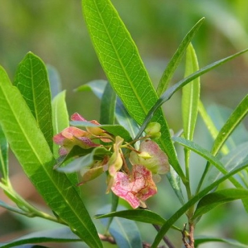 Dodonaea viscosa Ake Ake | Christchurch Canterbury