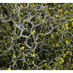 Corokia cotoneaster