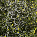 Korokio (Corokia cotoneaster)