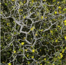 Corokia cotoneaster (Korokio)