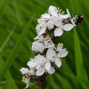 Libertia grandiflora (Mikoikoi, NZ Iris)