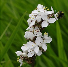 Libertia grandiflora (Mikoikoi, NZ Iris)