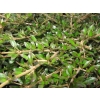 Coprosma black cloud
