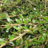 Coprosma Black Cloud