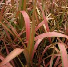 Phormium Jester