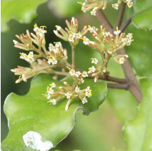 Olearia paniculata (Akiraho, Golden Akeake)