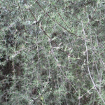 Small-leaved Tree Daisy (Olearia lineata)