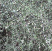Olearia lineata (Small-leaved Tree Daisy)
