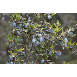 Coprosma propinqua