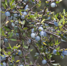 Coprosma propinqua (Mingimingi)