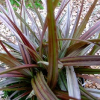 Astelia nervosa Westland (Bronze Bush Flax)