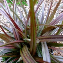 Astelia nervosa Westland (Bronze Bush Flax)