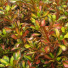 Coprosma Pride