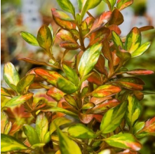 Coprosma Pride