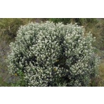 Ozothamnus leptophyllus (Cottonwood)