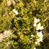 Ozothamnus leptophyllus (Tauhinu, Cottonwood)