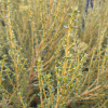 Ozothamnus leptophyllus (Tauhinu, Cottonwood)