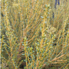 Ozothamnus leptophyllus (Tauhinu, Cottonwood)