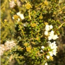 Ozothamnus leptophyllus (Tauhinu, Cottonwood)