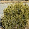 Ozothamnus leptophyllus (Tauhinu, Cottonwood)