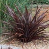 Phormium Dark Delight (Dark Purple Flax)