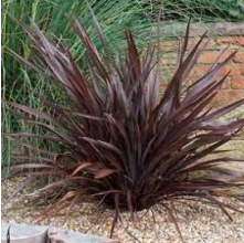 Phormium Dark Delight (Dark Purple Flax)