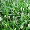 Liriope muscari Monroe White (White Liriope)