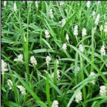 Liriope muscari Monroe White (White Liriope)
