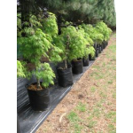 Acer palmatifidium (Japanese Maple)