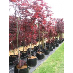 Acer trompenburg (Japanese Maple)