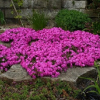 Phlox subulata Daniel (Moss Phlox Pink Flower)