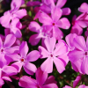 Phlox subulata (Moss Phlox Pink Flower)