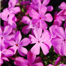 Phlox subulata (Moss Phlox Pink Flower)