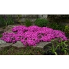 Phlox subulata (Moss Phlox Pink Flower)