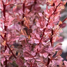 Berberis Rosy Glow (Japanese Barberry)