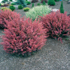 Berberis Rosy Glow (Japanese Barberry)