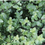 Pittosporum wrinkle blue