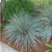 Helictotrichon sempervirens (Blue Oat Grass)