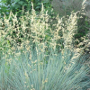 Helictotrichon sempervirens (Blue Oat Grass)