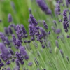 Lavandula angustifolia (English Lavender)