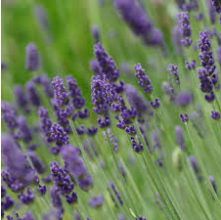 Lavandula angustifolia (English Lavender)