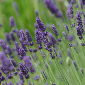 Lavandula angustifolia English Lavender | Christchurch Canterbury