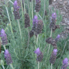 Lavandula dentata (French Lavender)