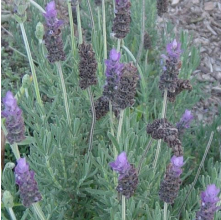 Lavandula dentata (French Lavender)